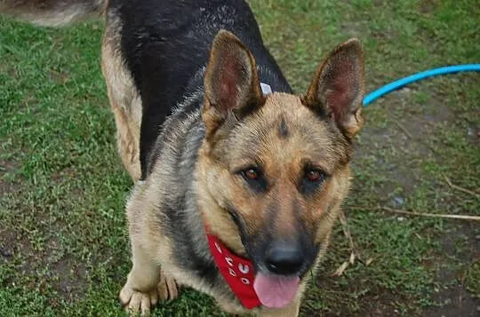 Azira - piękna suka owczarek niemiecki ADOPCJA