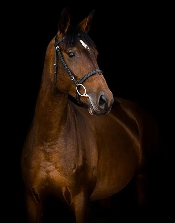Sprzedam klacz, ,
