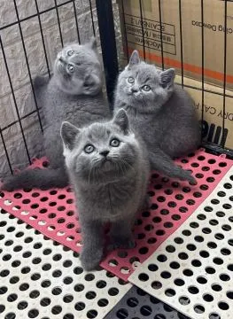 Brytyjski krótkowlosy Kocieta dostępne dla kochających domów., Pomorskie, Gdańsk