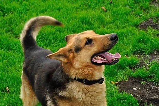 Bruno, cudowny pies stróżujący szuka domu!