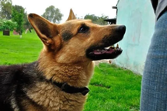 Bruno, cudowny pies stróżujący szuka domu!