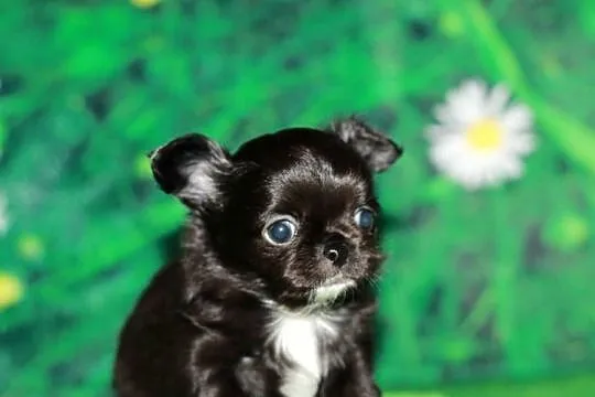 Chihuahua długowłosy chłopiec ZKwP FCI