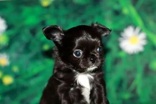 Chihuahua długowłosy chłopiec ZKwP FCI, Zachodniopomorskie, Świnoujście