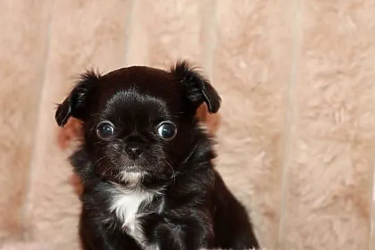 Chihuahua długowłosy chłopiec ZKwP FCI, Zachodniopomorskie, Świnoujście
