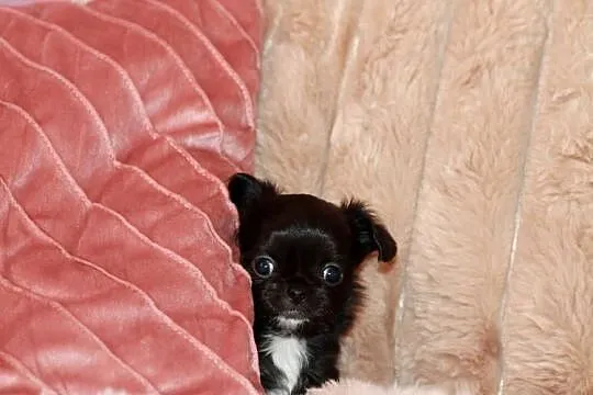 Chihuahua długowłosy chłopiec ZKwP FCI, Zachodniopomorskie, Świnoujście