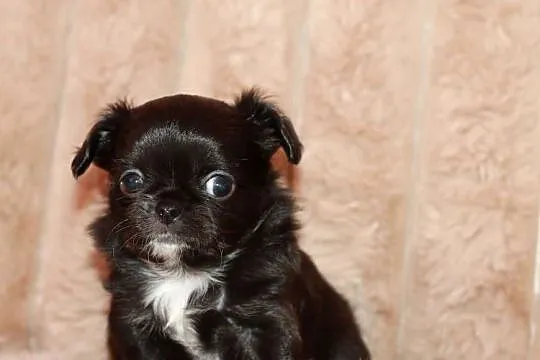 Chihuahua długowłosy chłopiec ZKwP FCI, Zachodniopomorskie, Świnoujście