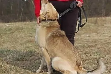 Adoptuj psiak i daj domek.,  mazowieckie Warszawa