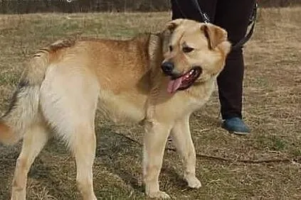 Adoptuj psiak i daj domek.,  mazowieckie Warszawa