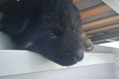URSA - mała (na razie) puchata kuleczka do kochani