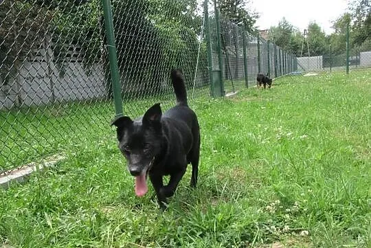 suczka - Choker, , Kłomnice