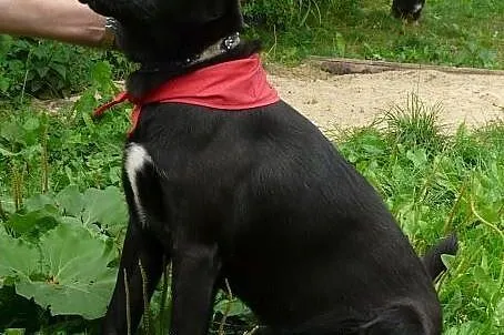 Pokochaj sympatycznego labradora- podaruj mu dom!