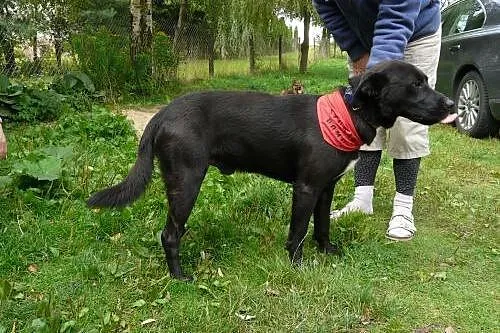 Pokochaj sympatycznego labradora- podaruj mu dom!