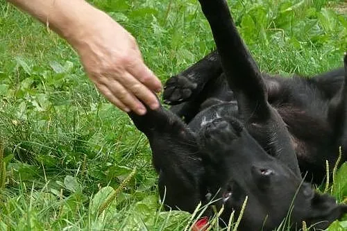 Pokochaj sympatycznego labradora- podaruj mu dom!