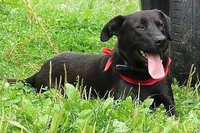 Pokochaj sympatycznego labradora- podaruj mu dom!