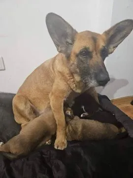 Fiona - nieduża, rodzinna, niekonfliktowa sunia!  Fiona, bezdomna dzielna suczka. W opuszczonej szop, , Warszawa