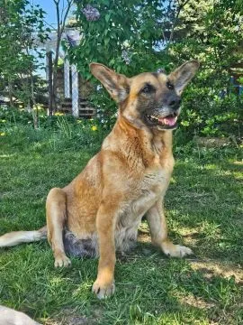 Fiona - nieduża, rodzinna, niekonfliktowa sunia!  Fiona, bezdomna dzielna suczka. W opuszczonej szop, , Warszawa
