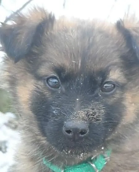 Śliczne szczeniaki czekają na nowe domy ADOPCJA ŁT