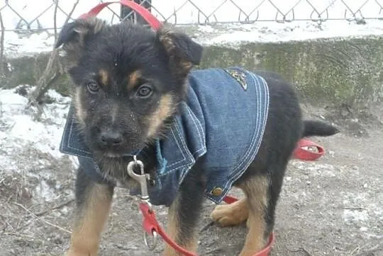 Śliczne szczeniaki czekają na nowe domy ADOPCJA ŁT