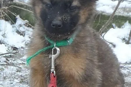 Śliczne szczeniaki czekają na nowe domy ADOPCJA ŁT