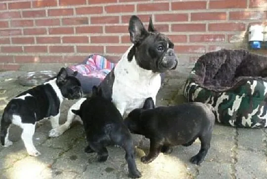 Buldog Francuski Szczeniaki Buldog francuski, , Chełm