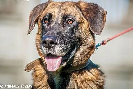 OTOZ Animals - Apollo - wesoły psiak o dużym zapas