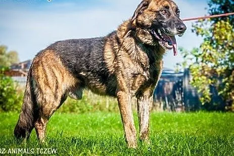 OTOZ Animals - Apollo - wesoły psiak o dużym zapas