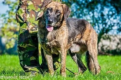 OTOZ Animals - Apollo - wesoły psiak o dużym zapas