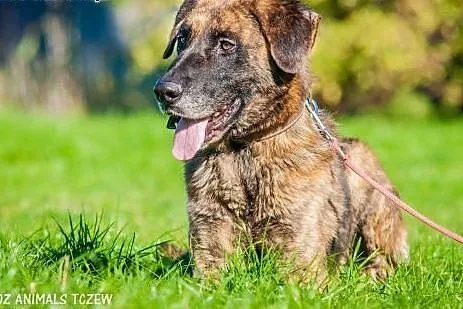 OTOZ Animals - Apollo - wesoły psiak o dużym zapas