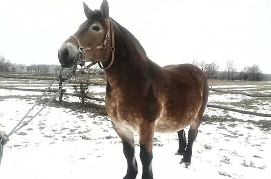 Klacz zimnokrwista źrebna