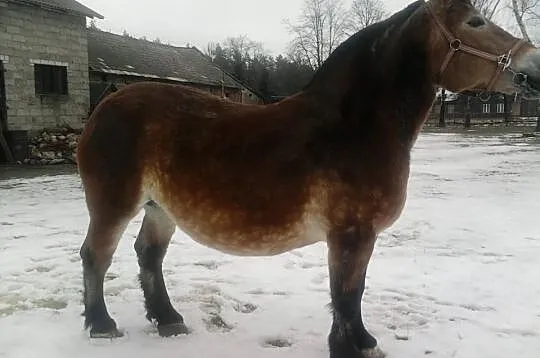 Klacz zimnokrwista źrebna