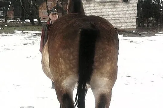 Klacz zimnokrwista źrebna