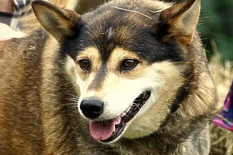 Victoria śliczna łagodna sunia DO ADOPCJI,  Kundelki cała Polska