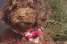 Lagotto Romagnolo