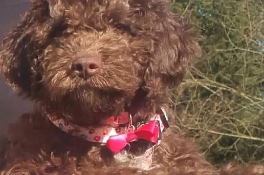 Lagotto Romagnolo