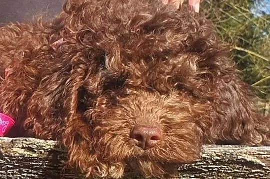 Lagotto Romagnolo, Kujawsko-pomorskie, Lipno