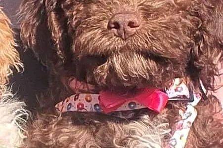 Lagotto Romagnolo, Kujawsko-pomorskie, Lipno