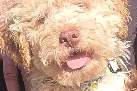 Lagotto Romagnolo, Kujawsko-pomorskie, Lipno