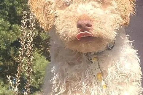 Lagotto Romagnolo, Kujawsko-pomorskie, Lipno