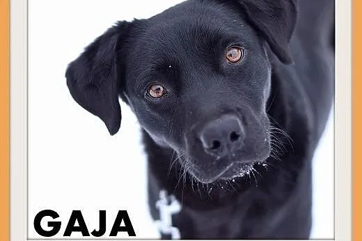 GAJA,średnia,15kg,wielkości gończego,łagodna,wesoła suczka.ADOPCJA,  dolnośląskie Wrocław
