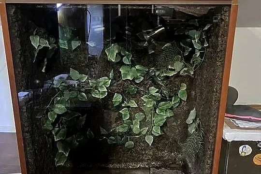 Duże pionowe terrarium