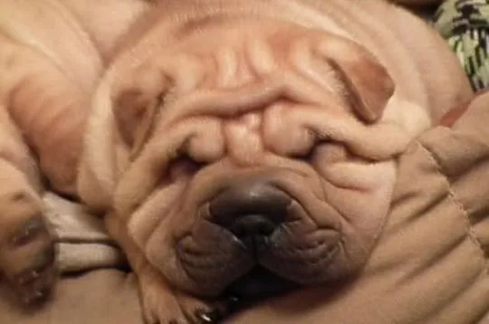 SHAR PEI z metryką ZKwP FCI