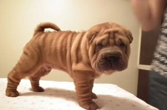 SHAR PEI z metryką ZKwP FCI