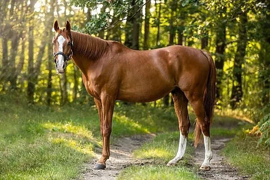 Sprzedam konia pełnej krwi angielskiej, Pszów