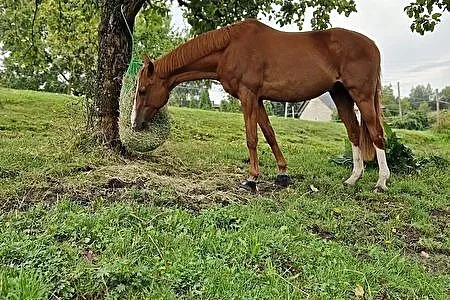 Sprzedam konia pełnej krwi angielskiej, Pszów