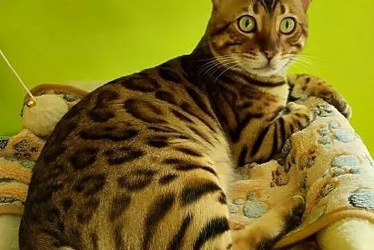 Reproduktor kot bengalski Kenzo krycie, Podkarpackie, Iskrzynia