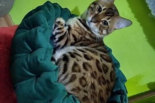 Reproduktor kot bengalski Kenzo krycie, Podkarpackie, Iskrzynia