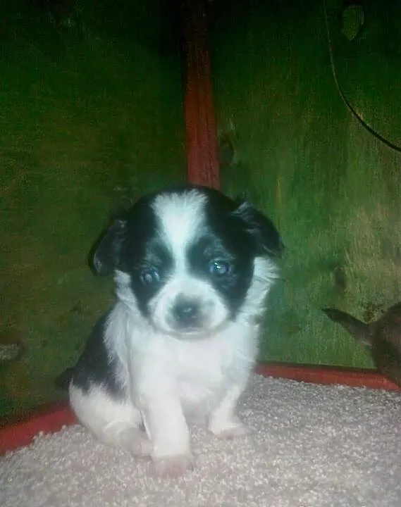 Szceniaki chihuahua