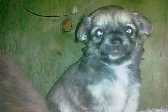 Szceniaki chihuahua
