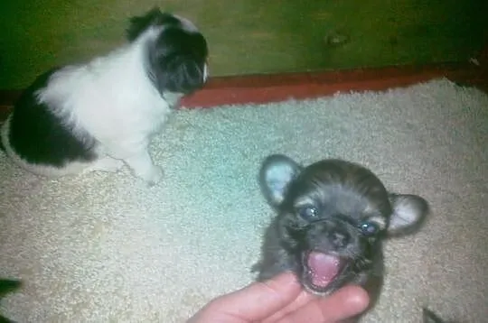 Szceniaki chihuahua