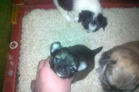 Szceniaki chihuahua